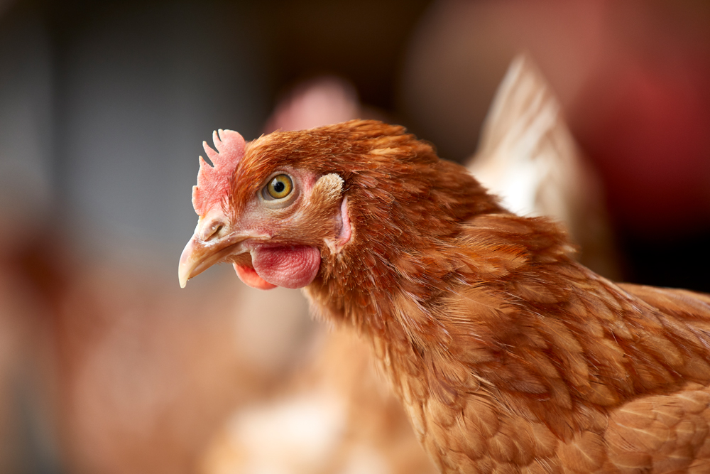 NULTOLERANCE OVERFOR SALMONELLA