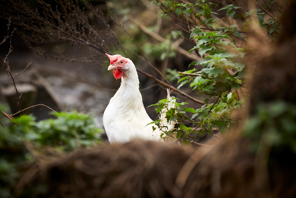  Jannick Ratzer Petersen (063472)