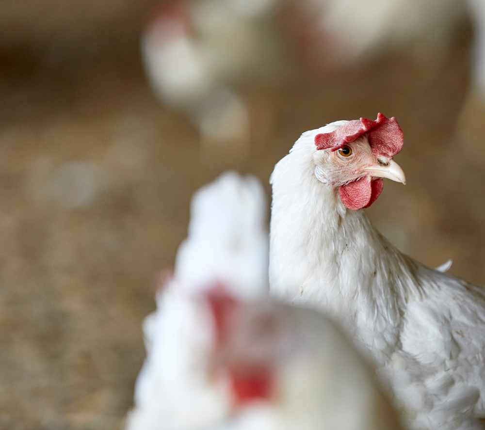 Jens Skovgaard-Jensen (095779)