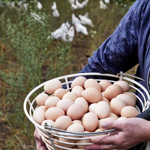 Nørreåens Æg (062687)