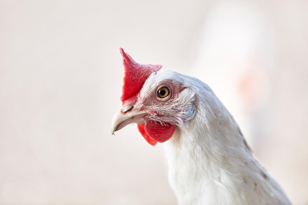 Ole Th. Bruhn (075242 og 095704)