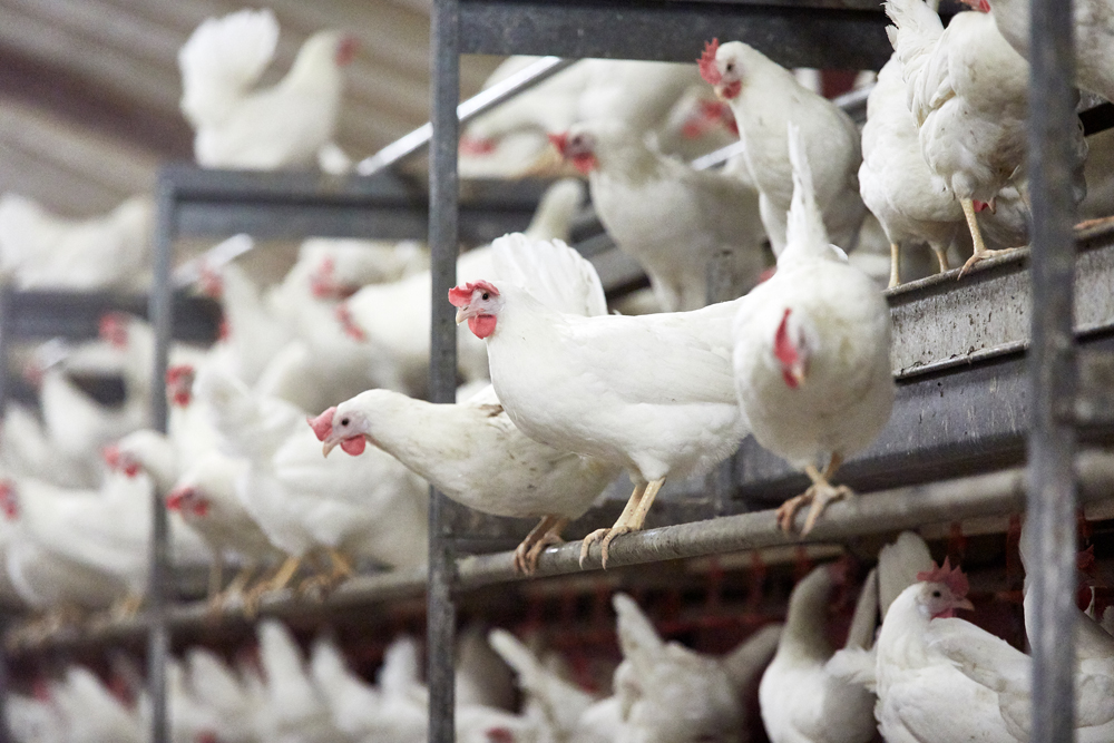 Triova (016847, 064488)