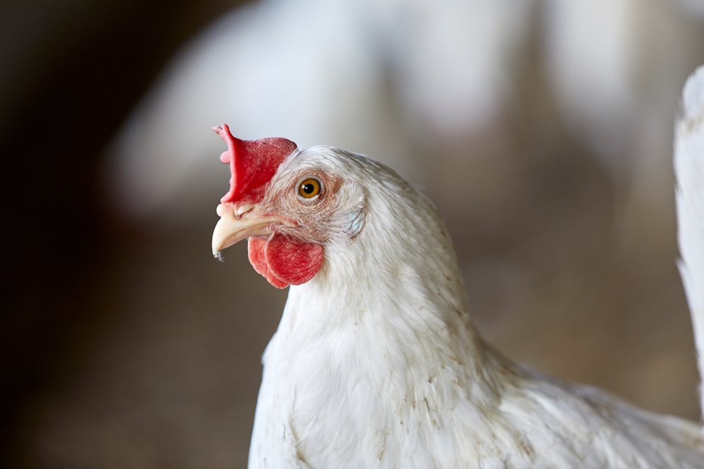 Emil Jensen (081412)